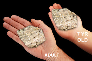 Script Fossil Jasper 3" 6-8 Oz Solar Plexus Chakra - Kidz Rocks