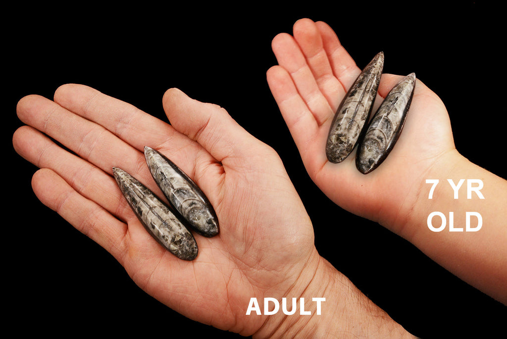 Orthoceras Fossils 3" Set of 2 For Jewelry Root Chakra - Kidz Rocks