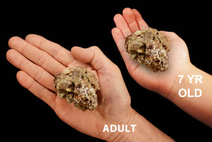 Vesuvianite Crystal 2 1/2" 6-10 Oz Idocrase Heart Chakra - Kidz Rocks