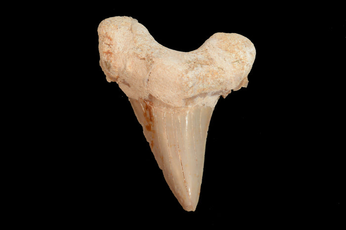 Shark Tooth Fossil 1 1/2" Morocco Third Eye Chakra
