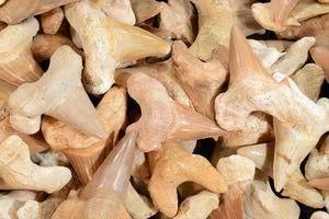 Shark Tooth 2" Morocco Third Eye Chakra - Kidz Rocks