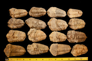 Trilobite Fossil 2" 3-5 Oz B Grade Morocco Root Chakra