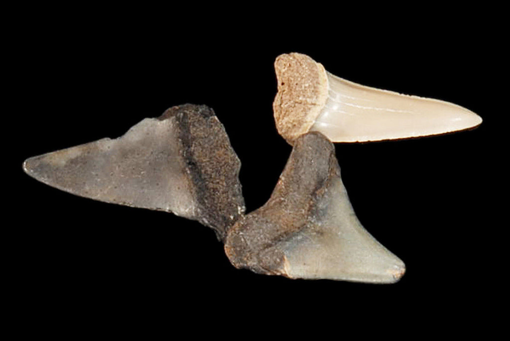Shark Tooth 1" Bag of 3 Teeth Third Eye Chakra - Kidz Rocks