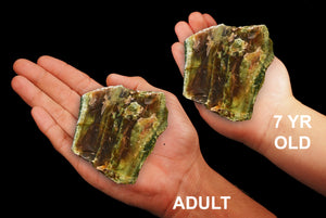 Red Agate & Green Opal 2 1/2" 4-7 Oz Root Chakra - Kidz Rocks