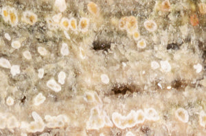 Script Fossil Jasper 2" 3-5 Oz Solar Plexus Chakra - Kidz Rocks