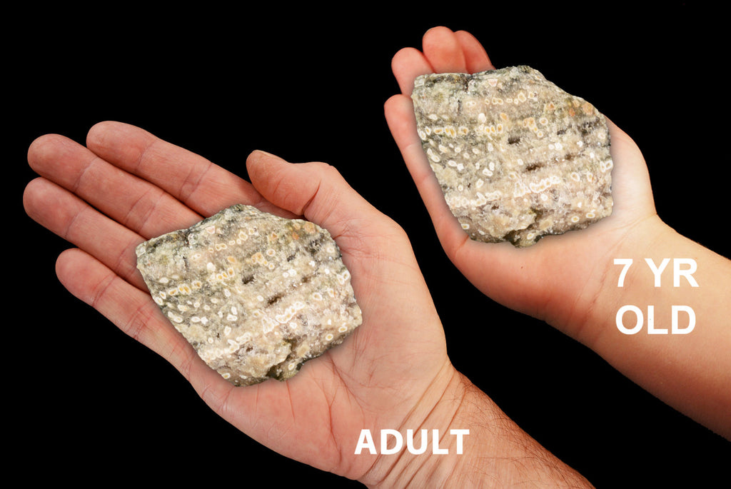 Script Fossil Jasper 3" 6-8 Oz Solar Plexus Chakra - Kidz Rocks