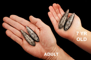 Orthoceras Fossils 3" Set of 2 For Jewelry Root Chakra - Kidz Rocks