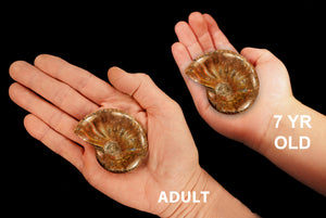 Iridescent Ammonite Fossil 2 1/2" Third Eye Chakra - Kidz Rocks