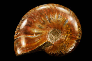 Iridescent Ammonite Fossil 2 1/2" Third Eye Chakra - Kidz Rocks
