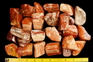 Petrified Wood 2" Root Chakra - Kidz Rocks