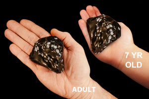 Snowflake Obsidian 2" 3-6 Oz Root Chakra - Kidz Rocks