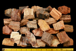 Petrified Wood 2" 3-6 Oz Root Chakra - Kidz Rocks