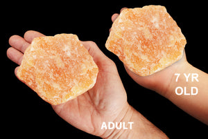 Orange Calcite 4 1/2" 2 Lb UNTREATED Sacral Chakra - Kidz Rocks