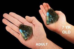 Labradorite Slice 2" Medium Grade Flash All Chakras - Kidz Rocks