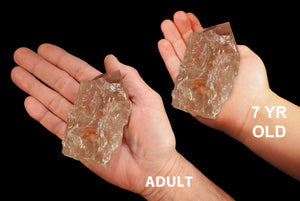 Smoky Quartz Polished Top 4" 8-12 Oz Root Chakra - Kidz Rocks