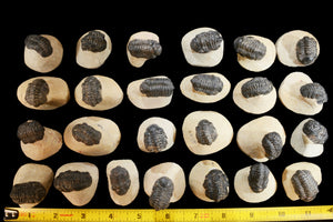 Trilobite Fossil 1 1/2" AAA Grade Morocco Root Chakra - Kidz Rocks