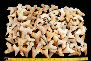 Shark Tooth 2" Morocco Third Eye Chakra - Kidz Rocks