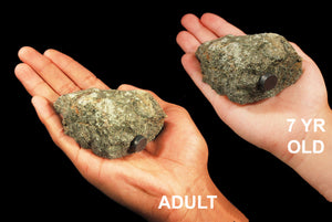 Pyroxenite 2" 4-7 Oz Root Chakra - Kidz Rocks