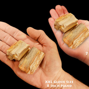 PETRIFIED WOOD 2" 2 Pieces Madagascar Raw Rock Mineral Specimen Chakra Healing
