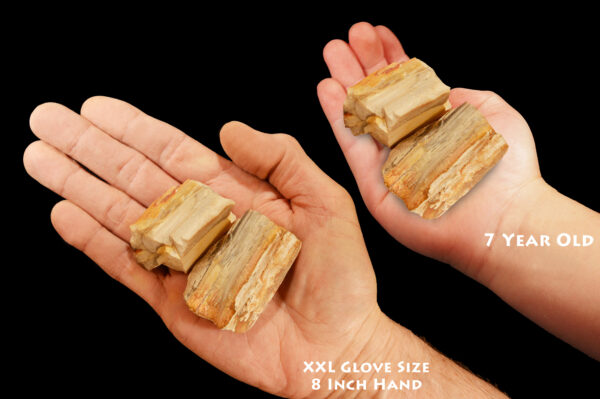 PETRIFIED WOOD 2" 2 Pieces Madagascar Raw Rock Mineral Specimen Chakra Healing