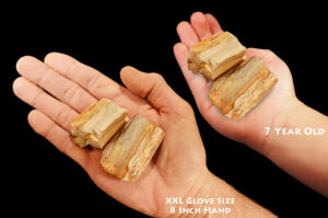 PETRIFIED WOOD 2" 2 Pieces Madagascar Raw Rock Mineral Specimen Chakra Healing