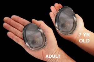 AGATE GEODE Slice 2 1/2" Polished Rock Geode Root Chakra Crystal Stone Natural Specimen Reiki