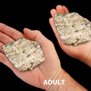 SCRIPT FOSSIL JASPER 3" 8-12 Oz Large Raw Rock Mineral Solar Plexus Chakra Crystal Stone Raw Natural Specimen Reiki