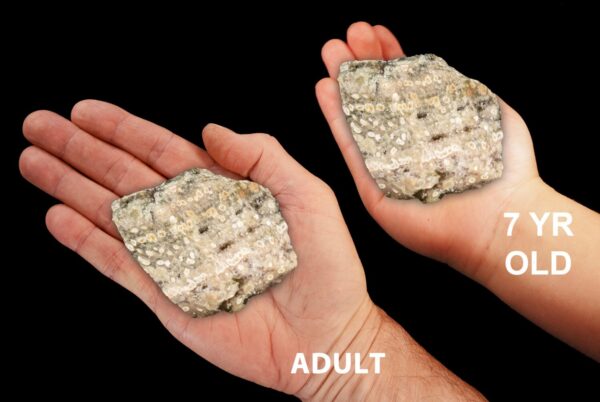 SCRIPT FOSSIL JASPER 3" 8-12 Oz Large Raw Rock Mineral Solar Plexus Chakra Crystal Stone Raw Natural Specimen Reiki