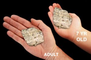 SCRIPT FOSSIL JASPER 2" 4-7 Oz Large Raw Rock Mineral Solar Plexus Chakra Crystal Stone Raw Natural Specimen Reiki