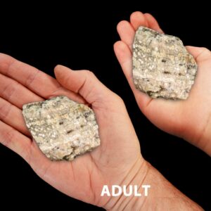 SCRIPT FOSSIL JASPER 2" 4-7 Oz Large Raw Rock Mineral Solar Plexus Chakra Crystal Stone Raw Natural Specimen Reiki