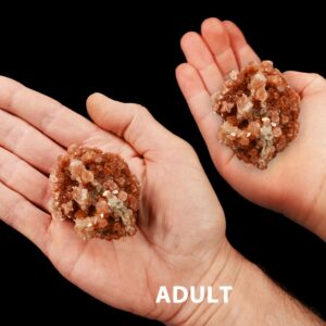 Aragonite Clusters 2 1/2" 4-7 Oz Large Raw Rock Mineral Root Chakra Crystal Rough Natural Specimen Reiki Stone
