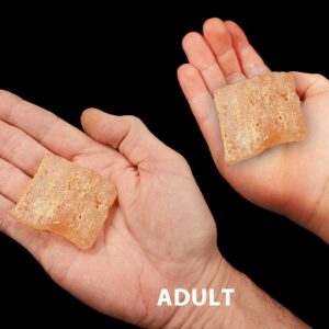 COPAL AMBER 2" Raw Rock Mineral Solar Plexus Chakra Crystal Stone Raw Natural Mineral Specimen Reiki