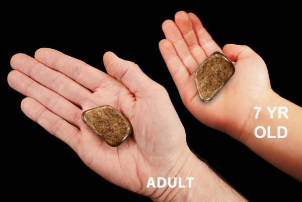 BRONZITE 1 3/4" 2-3 Oz Large Tumbled Stone Polished Rock Mineral Root Chakra Crystal Stone Natural Specimen Reiki