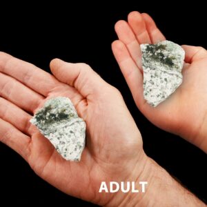 GREEN TREE AGATE 2" 2-4 Oz Raw Rock Mineral Heart Chakra Crystal Stone Natural Specimen Reiki