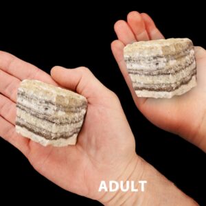 TRAVERTINE 2" 4-7 Oz Tan Cream Root Chakra Large Raw Crystal Raw Rock Mineral Specimen Crystal Chakra Stone Reiki
