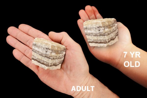 TRAVERTINE 2" 4-7 Oz Tan Cream Root Chakra Large Raw Crystal Raw Rock Mineral Specimen Crystal Chakra Stone Reiki