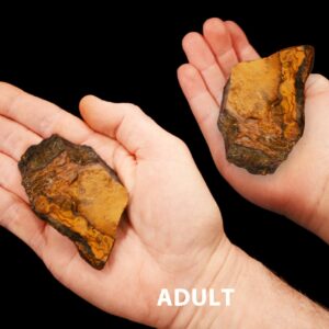 BLUE TIGERS EYE 3 1/2" 8-12 Oz Lapidary Rough Large Rock Mineral Third Eye Chakra Raw Crystal Stone Natural Specimen