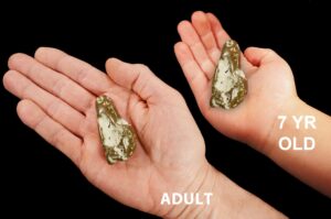 ICICLE JASPER 2" 2-3 Oz Polished Rock Mineral Root Chakra Crystal Stone Raw Natural Mineral Specimen Reiki Stone