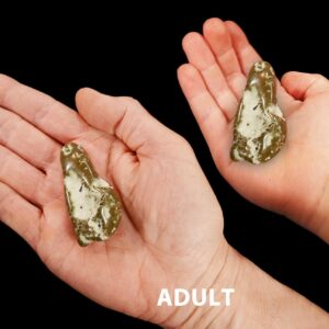 ICICLE JASPER 2" 2-3 Oz Polished Rock Mineral Root Chakra Crystal Stone Raw Natural Mineral Specimen Reiki Stone