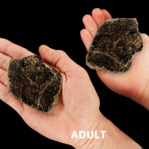 BIOTITE BOOK MICA 2 1/2" 2-4 Oz Large Black Root Chakra Crystal Raw Rock Mineral Specimen Rough Reiki Stone