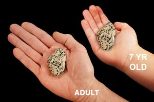 DALMATIAN JASPER 2" Large Tumbled Stone Polished Rock Mineral Root Chakra Crystal Stone Natural Specimen Reiki