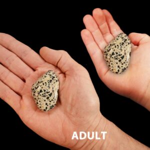 DALMATIAN JASPER 2" Large Tumbled Stone Polished Rock Mineral Root Chakra Crystal Stone Natural Specimen Reiki