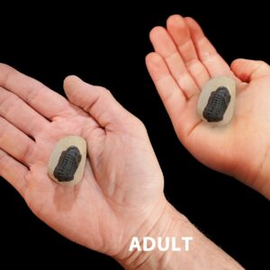 TRILOBITE FOSSIL 1 1/2" 2 Oz Top Grade Morocco Rock Mineral Root Chakra Crystal Stone Natural Specimen Reiki