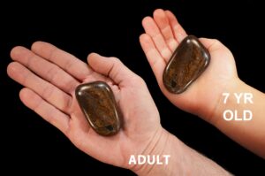 BRONZITE 2 1/2" 4-6 Oz Extra Large Tumbled Stone Polished Rock Mineral Root Chakra Healing Crystal Stone Natural Specimen Reiki