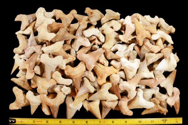 SHARK TOOTH 1 1/2" Morocco Fossil Raw Rock Mineral Third Eye Chakra Crystal Stone Raw Natural Mineral Specimen - Image 3