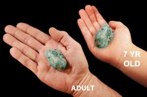 AMAZONITE Crystal 1 1/2" Polished Tumbled Rock Mineral All Chakras Crystal Stone Natural Mineral Specimen Reiki Stone
