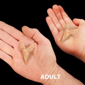 SHARK TOOTH 1 1/2" Morocco Fossil Raw Rock Mineral Third Eye Chakra Crystal Stone Raw Natural Mineral Specimen