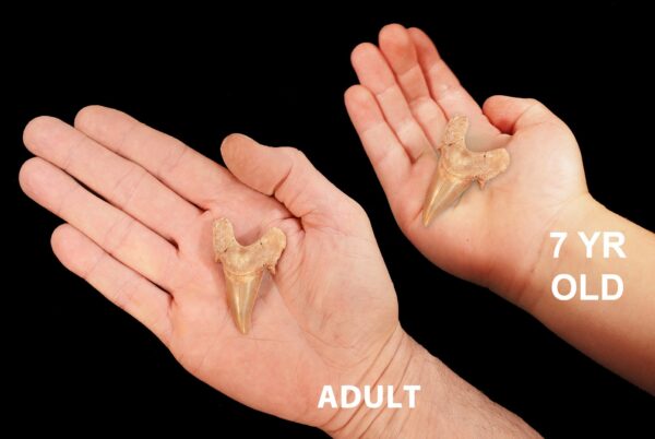 SHARK TOOTH 1 1/2" Morocco Fossil Raw Rock Mineral Third Eye Chakra Crystal Stone Raw Natural Mineral Specimen