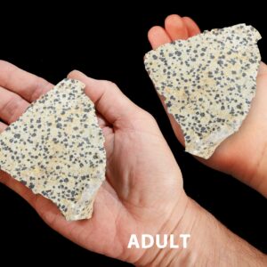 DALMATIAN JASPER 4" 13-20 Oz Extra Large Lapidary Rough Rock Mineral Root Chakra Crystal Stone Raw Natural Genuine Specimen Reiki