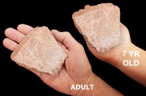 PERTHITE 4" 1-2 Lb Feldspar Rock Mineral All Chakras Crystal Stone Natural Raw Specimen Reiki